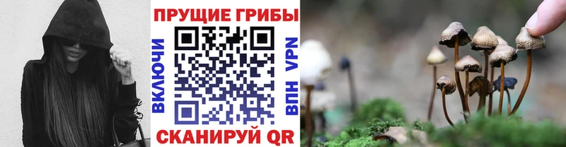 Купить  Далматово  Псилоцибиновые грибы Psilocybine cubensis 